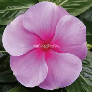 Hạt Giống Hoa Dừa Cạn SUNSTORM Blush