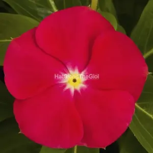 Hạt Giống Hoa Dừa Cạn SUNSTORM Bright Red