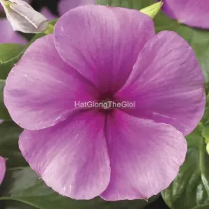 Hạt Giống Hoa Dừa Cạn SUNSTORM Deep Lilac