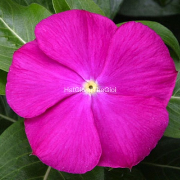 hat giong hoa dua can sunstorm deep orchid