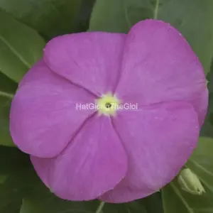 Hạt Giống Hoa Dừa Cạn SUNSTORM Deep Pink