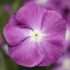 Hạt Giống Hoa Dừa Cạn SUNSTORM Orchid Halo