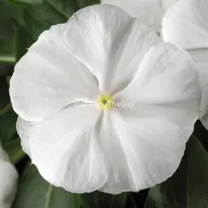 Hạt Giống Hoa Dừa Cạn SUNSTORM Pure White