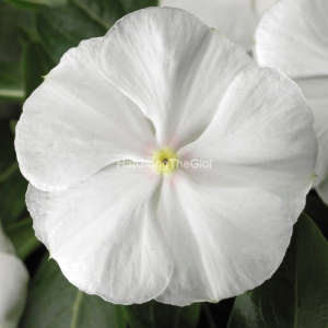 hat giong hoa dua can sunstorm pure white