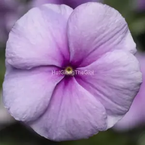 Hạt Giống Hoa Dừa Cạn SUNSTORM Purple