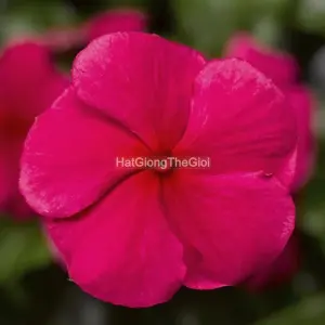 Hạt Giống Hoa Dừa Cạn SUNSTORM Red