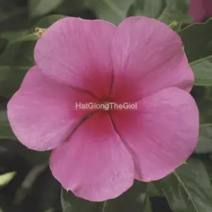 Hạt Giống Hoa Dừa Cạn SUNSTORM Rose wEye
