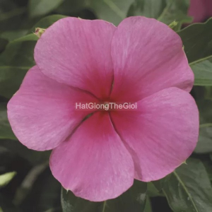 hat giong hoa dua can sunstorm rose weye