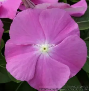 Hạt Giống Hoa Dừa Cạn COBRA Orchid Eye