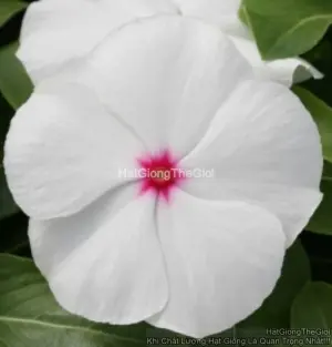 Hạt Giống Hoa Dừa Cạn COBRA Peppermint
