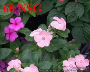 Hạt Giống Hoa Dừa Cạn TG431 Mix