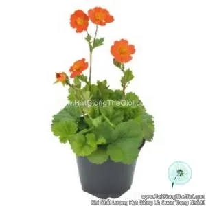 Hạt Giống Hoa Geum Trồng Chậu TG247