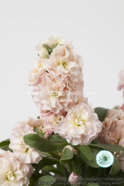 hat giong hoa hoang anh mathiola lun tg279 apricot
