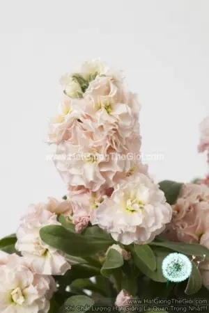 Hạt Giống Hoa Hoàng Anh Mathiola Lùn TG279 Apricot