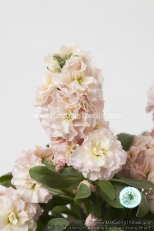 hat giong hoa hoang anh mathiola lun tg279 apricot