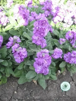 Hạt Giống Hoa Hoàng Anh Mathiola Lùn TG279 Blue