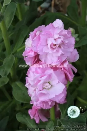 Hạt Giống Hoa Hoàng Anh Mathiola Lùn TG279 Clear Pink