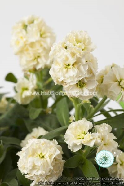 hat giong hoa hoang anh mathiola lun tg279 cream