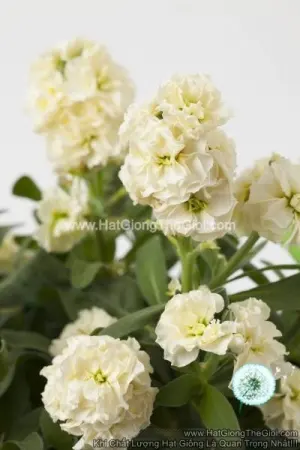 Hạt Giống Hoa Hoàng Anh Mathiola Lùn TG279 Cream