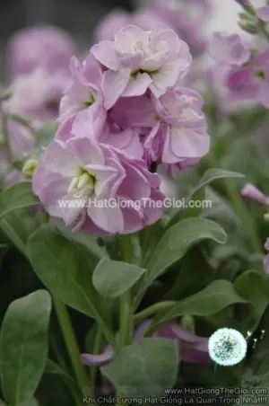 Hạt Giống Hoa Hoàng Anh Mathiola Lùn TG279 Light Blue Blush