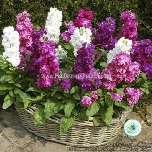 Hạt Giống Hoa Hoàng Anh Mathiola Lùn TG279 Mix