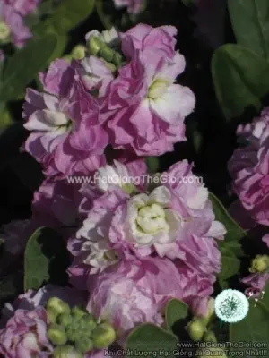 Hạt Giống Hoa Hoàng Anh Mathiola Lùn TG279 Pink Blush