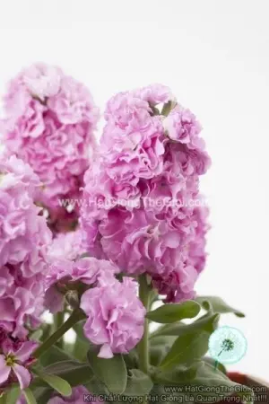 Hạt Giống Hoa Hoàng Anh Mathiola Lùn TG279 Pink