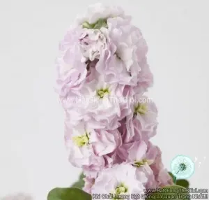 Hạt Giống Hoa Hoàng Anh Mathiola Lùn TG279 Lovely Pink