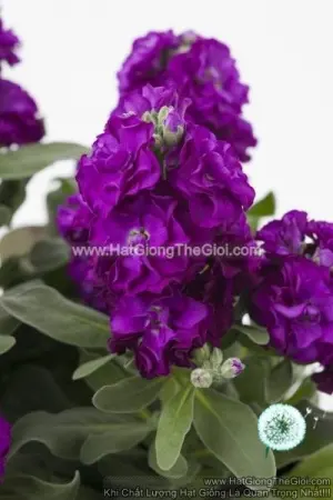 Hạt Giống Hoa Hoàng Anh Mathiola Lùn TG279 Purple