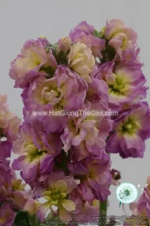 Hạt Giống Hoa Hoàng Anh Mathiola Lùn TG279 Rainbow