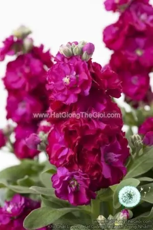 Hạt Giống Hoa Hoàng Anh Mathiola Lùn TG279 Red