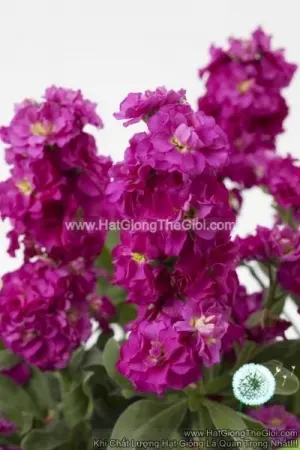 Hạt Giống Hoa Hoàng Anh Mathiola Lùn TG279 Rose