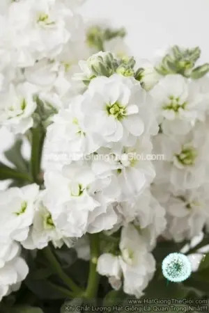 Hạt Giống Hoa Hoàng Anh Mathiola Lùn TG279 White