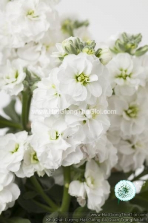 hat giong hoa hoang anh mathiola lun tg279 white