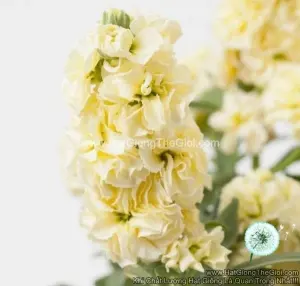 Hạt Giống Hoa Hoàng Anh Mathiola Lùn TG279 Yellow