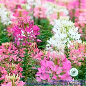 Hạt Giống Hoa Hồng Hoa Hồng Ri Mix CLEOME