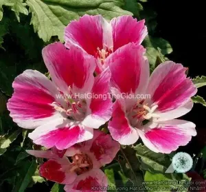Hạt Giống Hoa Hồng Xuân (Godetia)