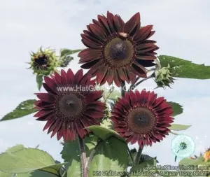 Hạt Giống Hoa Hướng Dương Cắt Cành Đỏ Đô TG64