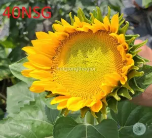 Hạt Giống Hoa Hướng Dương Cắt Cành Tâm Xanh Lớn