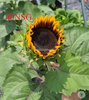Hạt Giống Hoa Hướng Dương Cắt Cành TG435