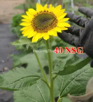 Hạt Giống Hoa Hướng Dương Chanh Vàng Nhiều Bông Cao(Helianthus annuus)