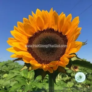 Hạt Giống Hoa Hướng Dương Chuyên Cắt Cành Cam Đậm TG67