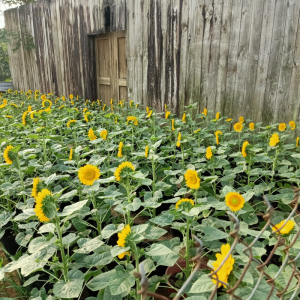 hat giong hoa huong duong chuyen cat canh tam xanh tg68