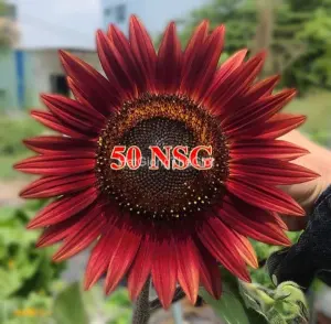 Hạt Giống Hoa Hướng Dương Đỏ - Velvet (Helianthus annuus)