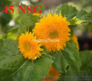 Hạt Giống Hoa Hướng Dương Lùn Kép 30cm (Helianthus annuus)