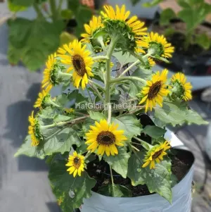 Hạt Giống Hướng Dương Lùn 30cm (Helianthus annuus)