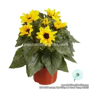 Hạt Giống Hoa Hướng Dương Lùn Siêu Bông Cần Ngắt Ngọn Yellow Spirit