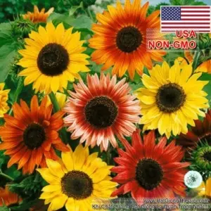 Hạt Giống Hoa Hướng Dương - Mix Nhiều Màu (Helianthus annuus)
