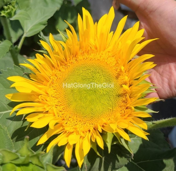 hat giong hoa huong duong   starburst  helianthus annuus