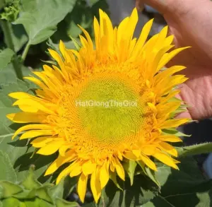 Hạt Giống Hoa Hướng Dương - Starburst (Helianthus annuus)